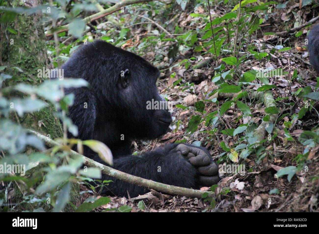 Silverback gorilla di montagna (Gorilla Beringei Beringei) nella Foresta impenetrabile di Bwindi, Uganda, Africa Foto Stock