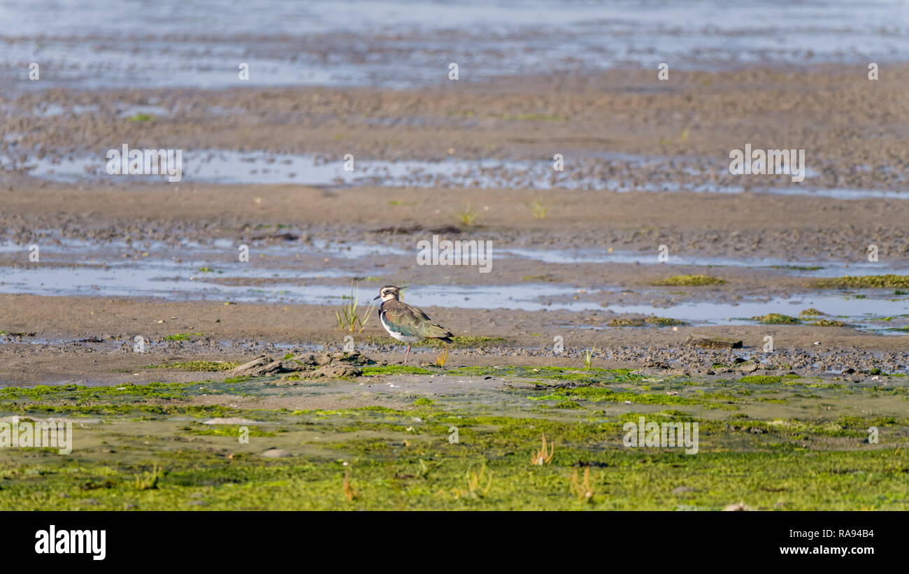 Ritratto di una pavoncella, vanellus vanellus, permanente sulla zona umida a bassa marea di Waddensea, Paesi Bassi Foto Stock