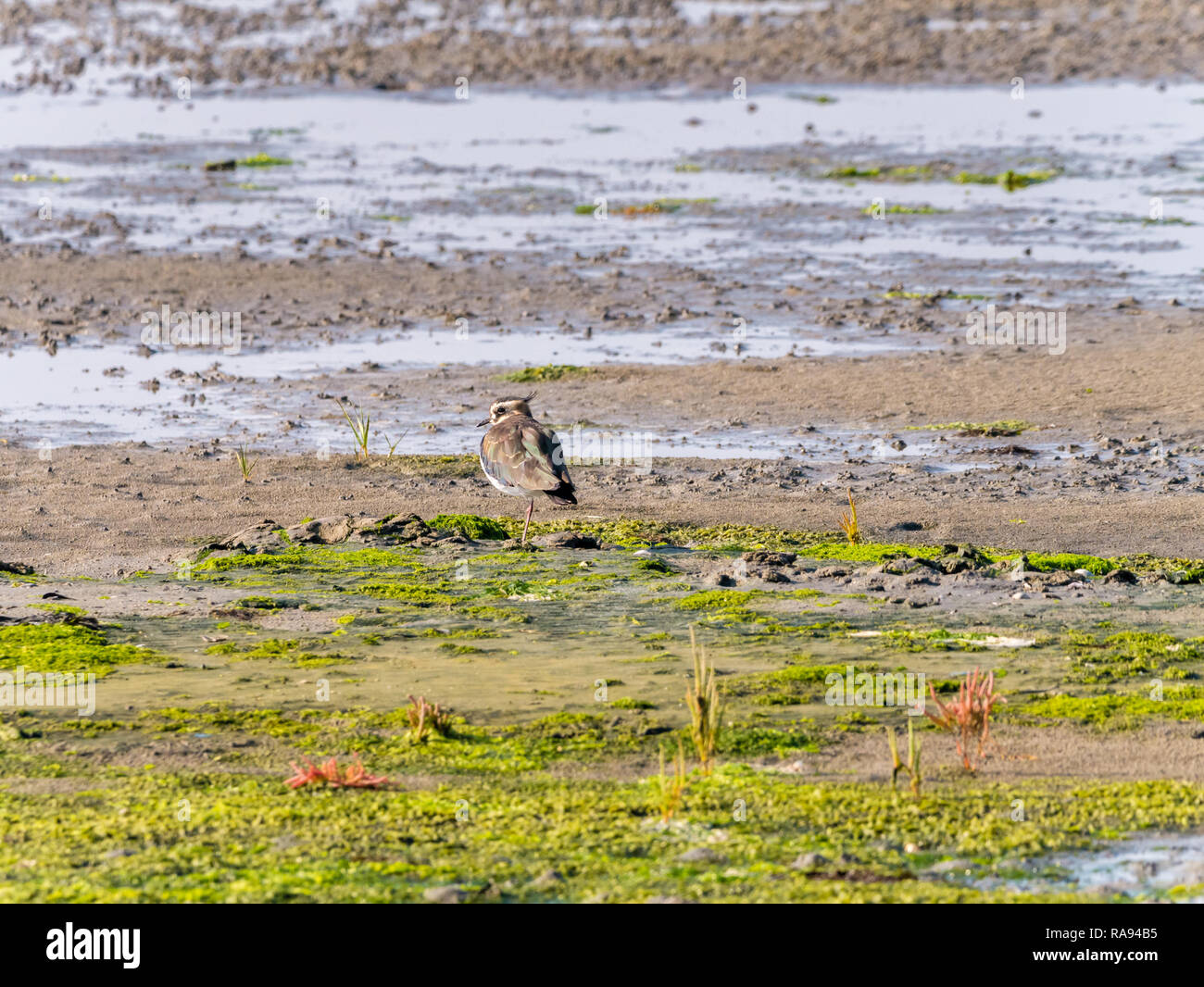 Ritratto di una pavoncella, vanellus vanellus, permanente sulla zona umida a bassa marea di Waddensea, Paesi Bassi Foto Stock