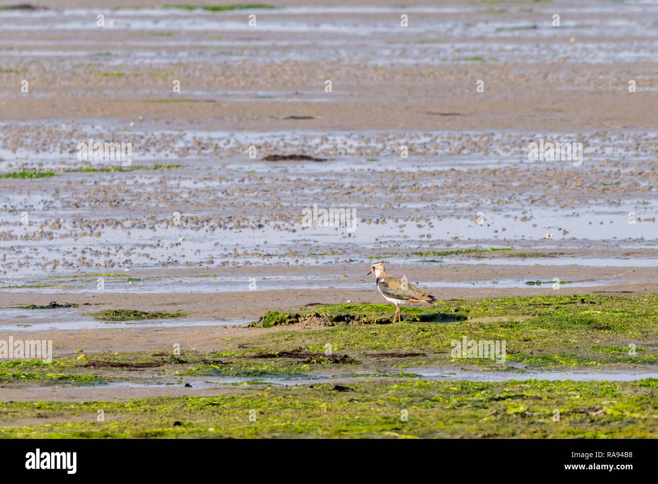 Ritratto di una pavoncella, vanellus vanellus, permanente sulla zona umida a bassa marea di Waddensea, Paesi Bassi Foto Stock