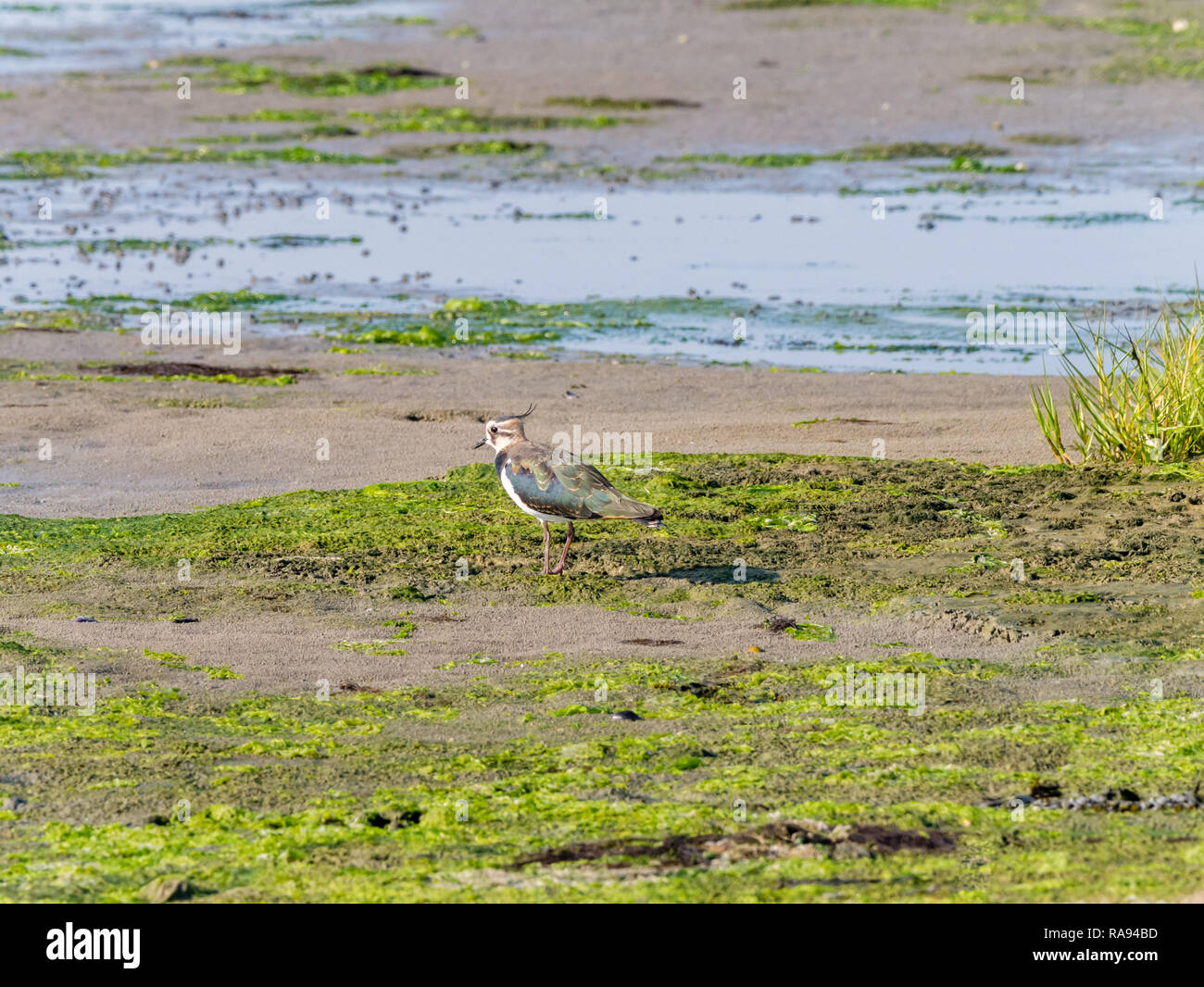 Ritratto di una pavoncella, vanellus vanellus, permanente sulla zona umida a bassa marea di Waddensea, Paesi Bassi Foto Stock