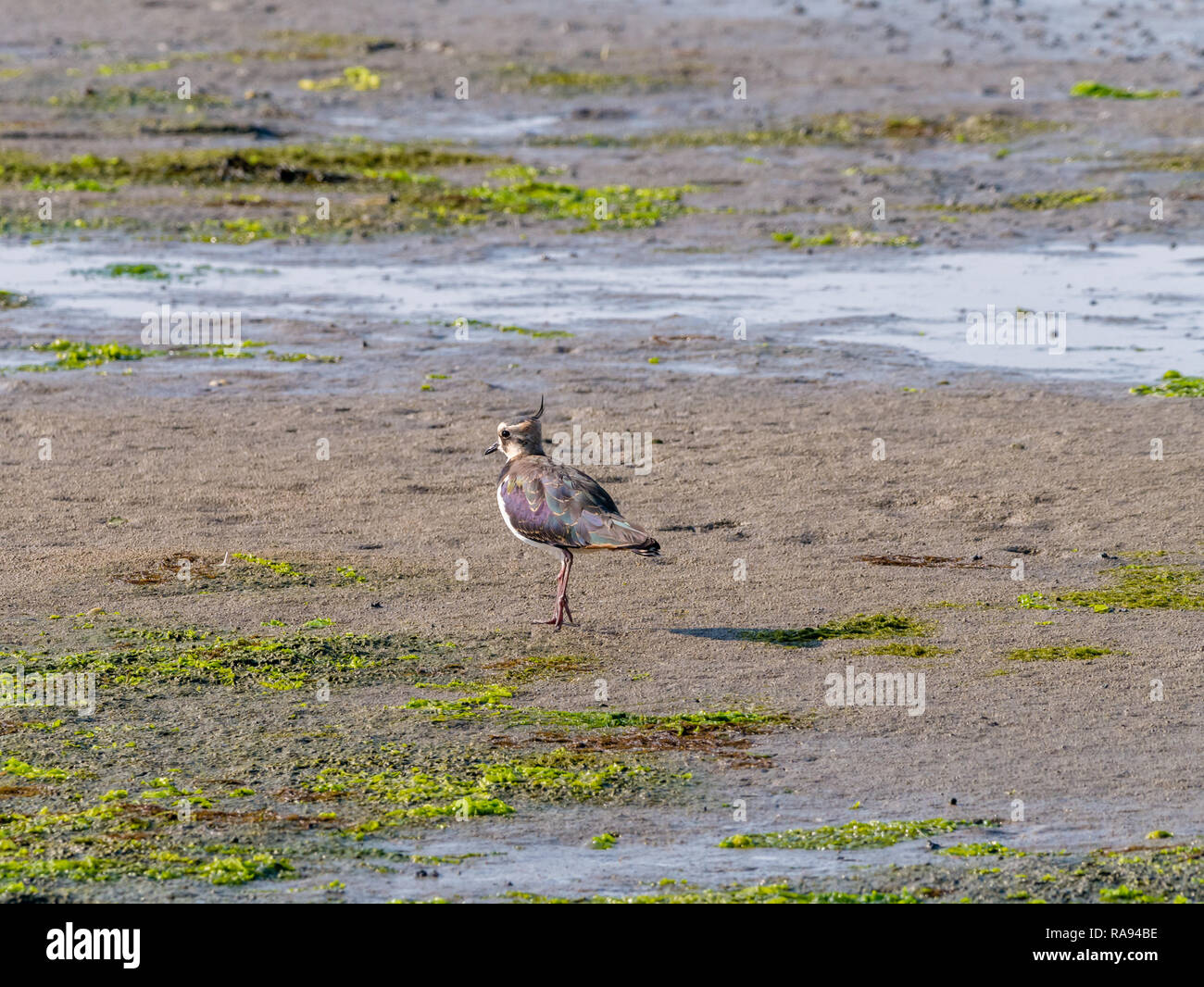 Ritratto di una pavoncella, vanellus vanellus, permanente sulla zona umida a bassa marea di Waddensea, Paesi Bassi Foto Stock