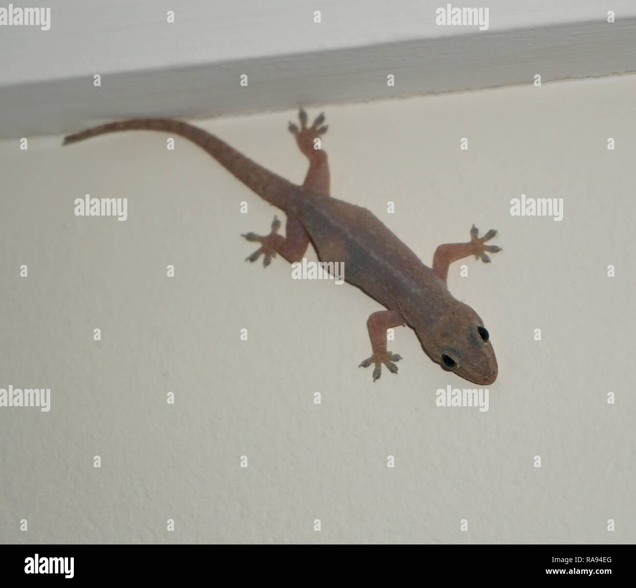 Casa comune geco Foto Stock
