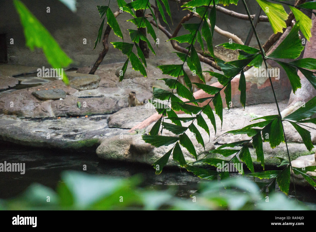 Felce naturale sfondo con foglie tropicali Foto Stock