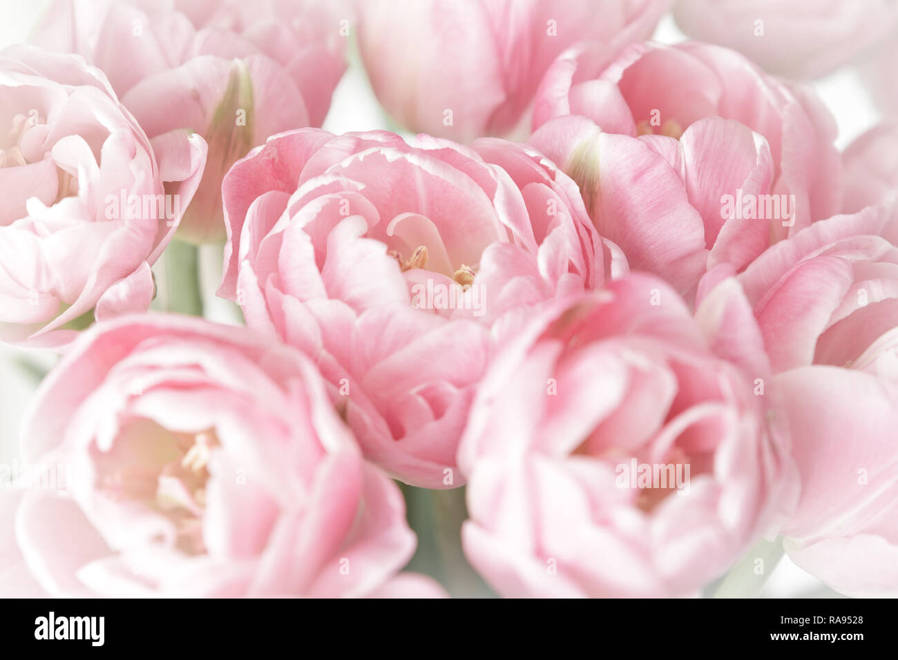 Pink tulip fiori in piena fioritura, nostalgico e sfondo romantico modello con effetto vintage Foto Stock