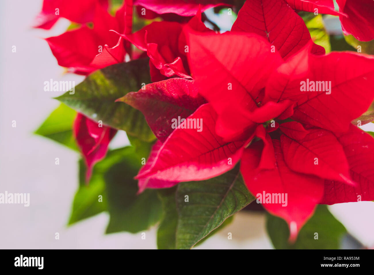 Poinsettia piante shot in corrispondenza di profondità di campo, tipico impianto utilizzati come decorazione nel periodo natalizio durante il periodo di Natale Foto Stock