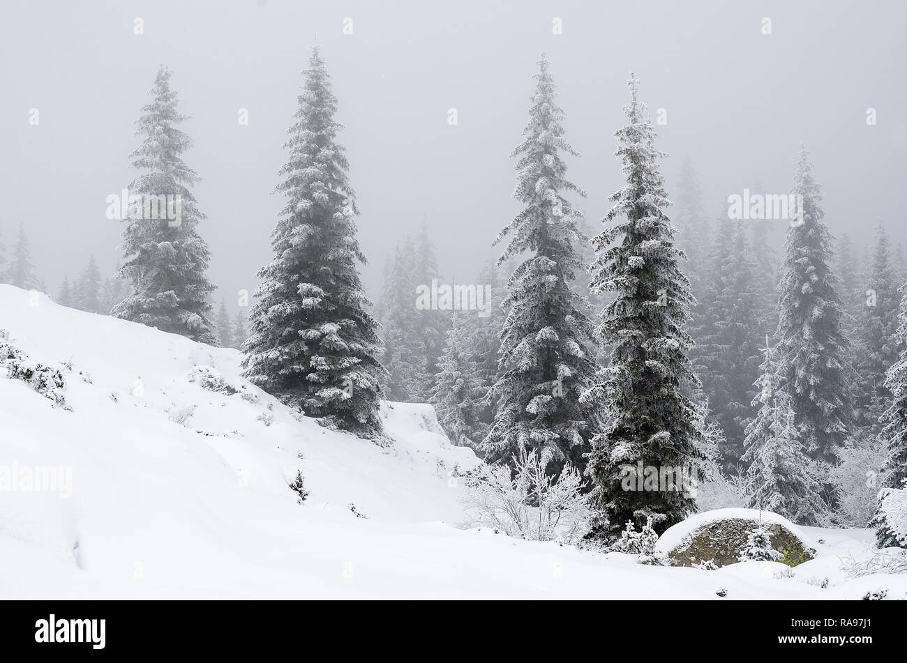 Paesaggio invernale di alti pini su di una piccola collina in presenza di neve la neve Foto Stock