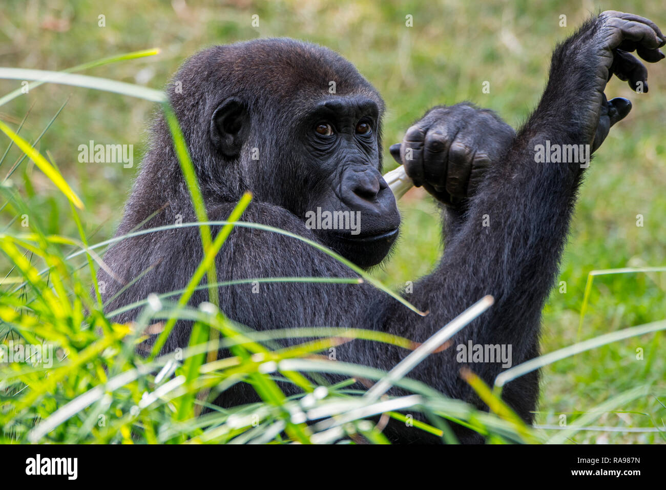 Close up ritratto di Giovane pianura occidentale (gorilla Gorilla gorilla gorilla) nativa per l'Africa centrale Foto Stock