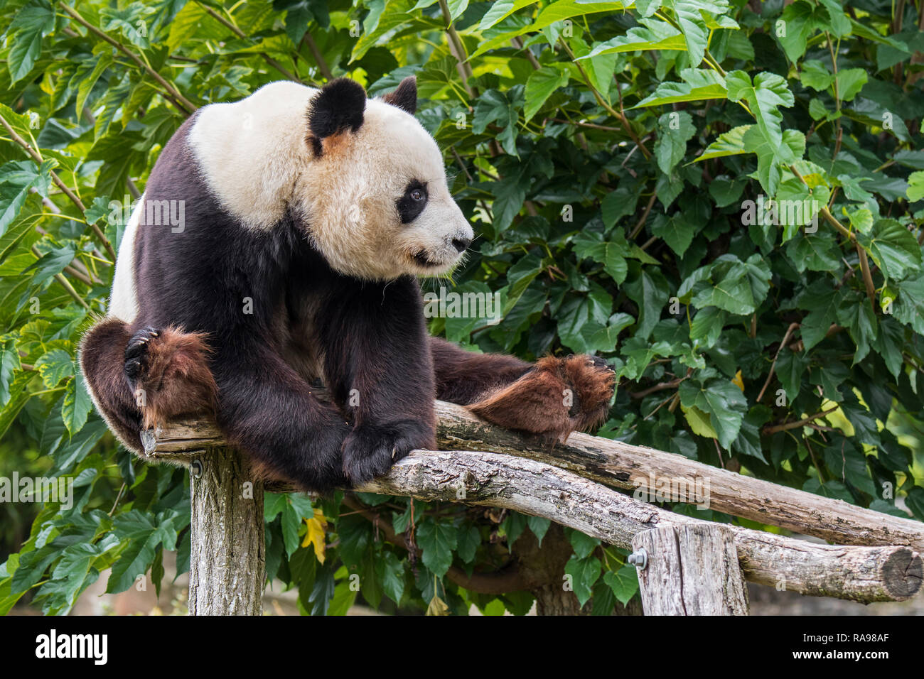 Panda gigante (Ailuropoda melanoleuca) in posa sulla piattaforma di legno in zoo / animal park / Giardino zoologico Foto Stock