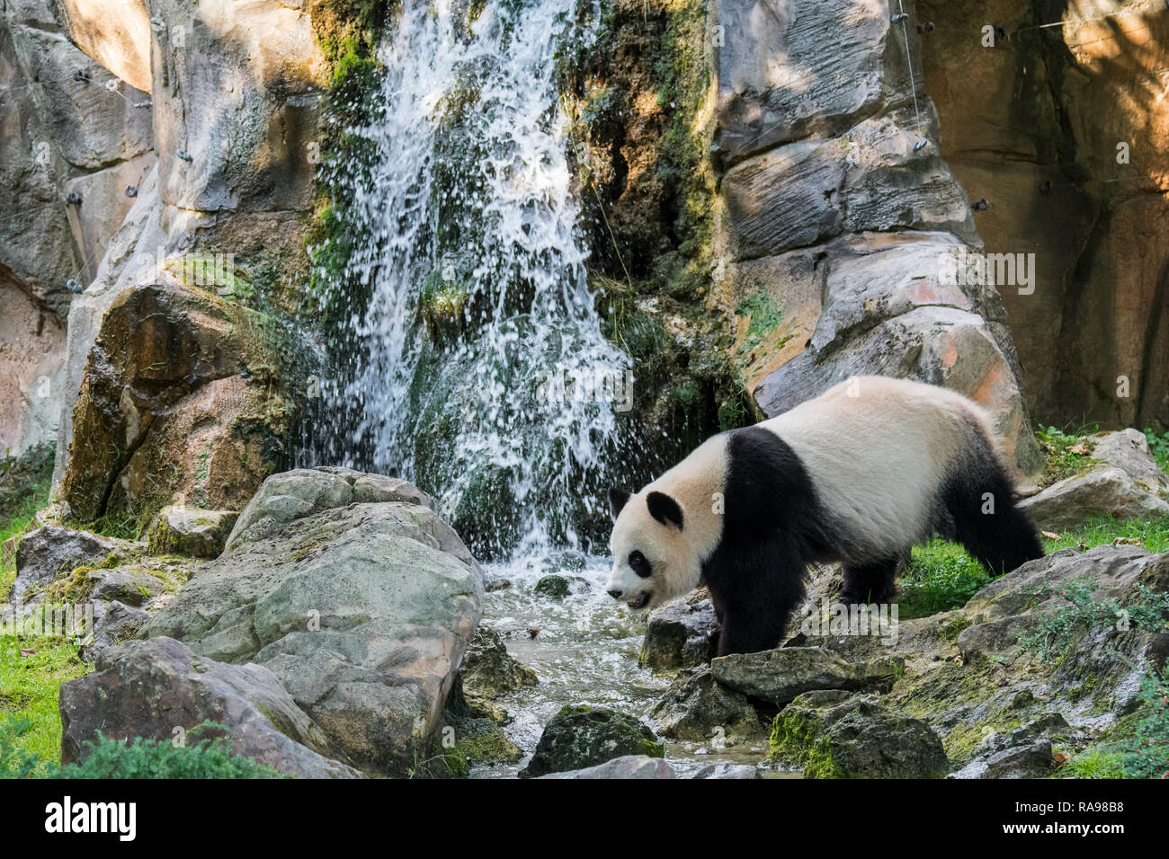 Panda gigante (Ailuropoda melanoleuca) in piedi di fronte a cascata, ZooParc de Beauval, Francia Foto Stock