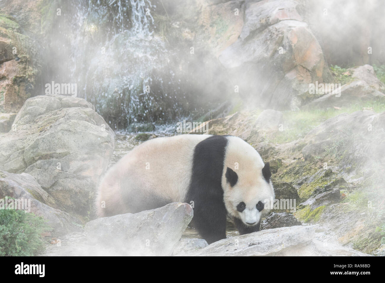 Panda gigante (Ailuropoda melanoleuca) rovistando nella parte anteriore della cascata nella nebbia Foto Stock