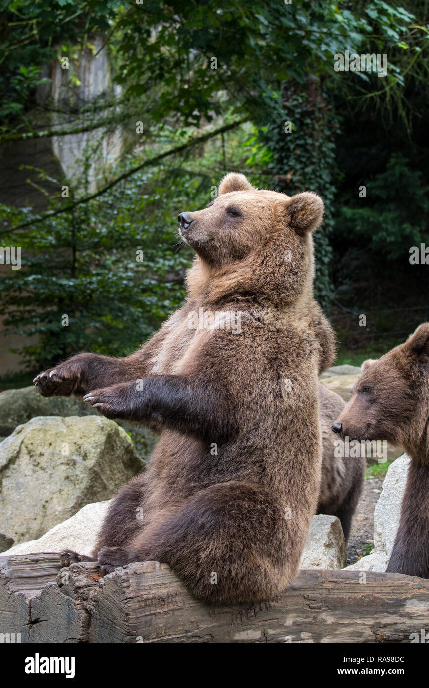 Unione l'orso bruno (Ursus arctos arctos) in posa da seduto in posizione eretta per turisti in zoo Parc Animalier des Pyrénées, Argeles Gazost, Francia Foto Stock