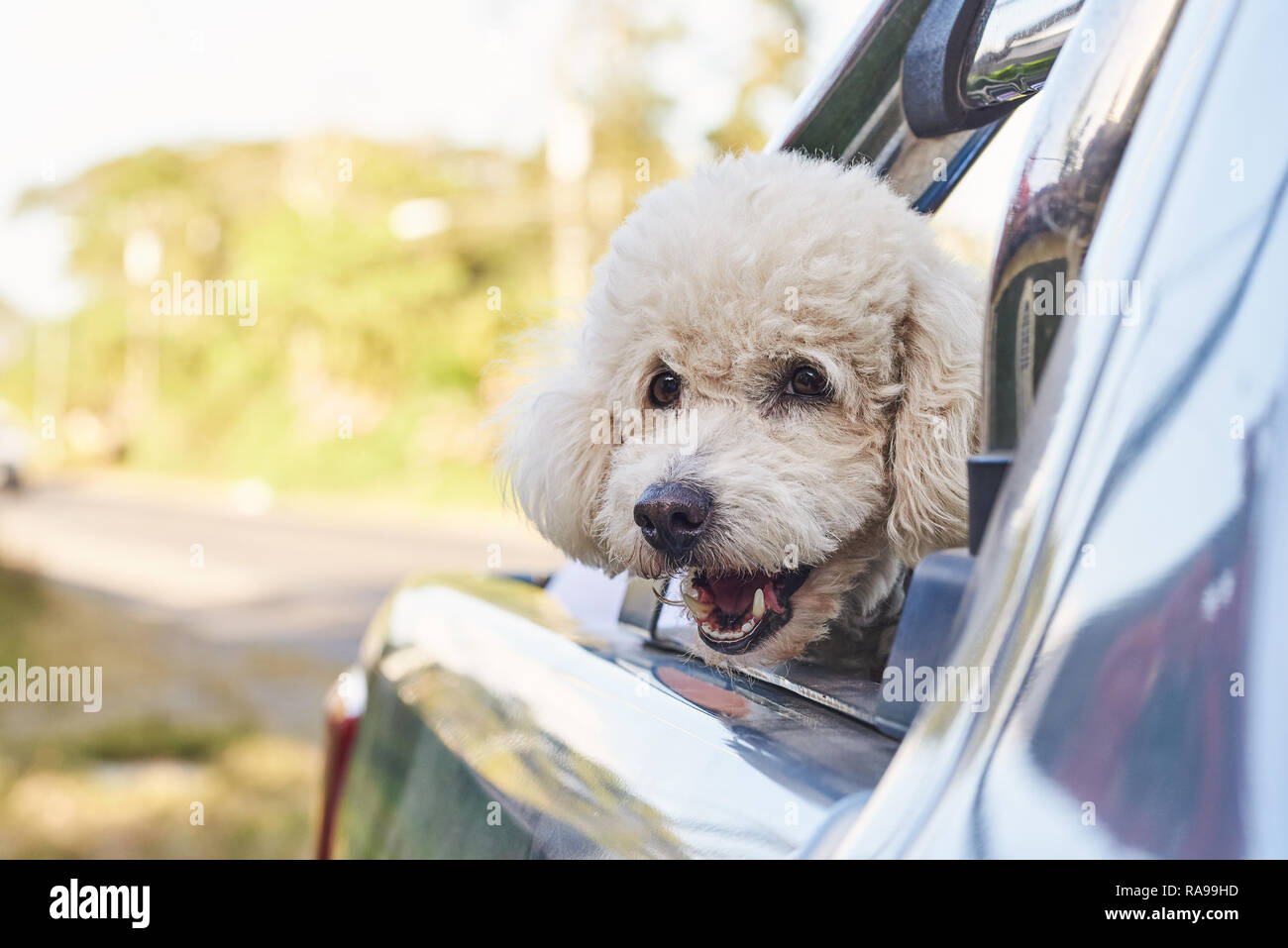 Simpatico cane barboncino in auto con estate sfondo sfocato Foto Stock