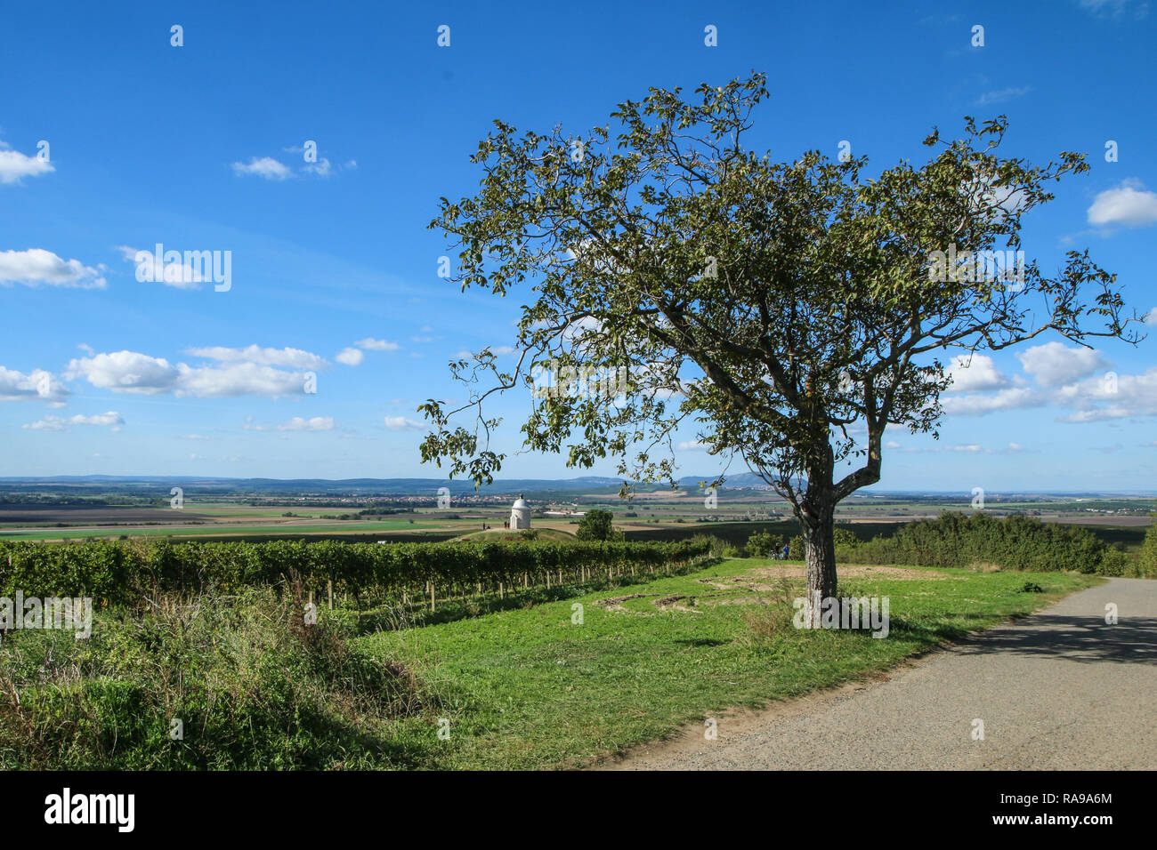 Una vista sui vigneti e la collina con cappella nei pressi di Velké Bílovice in Moravia nella Repubblica Ceca. Foto Stock