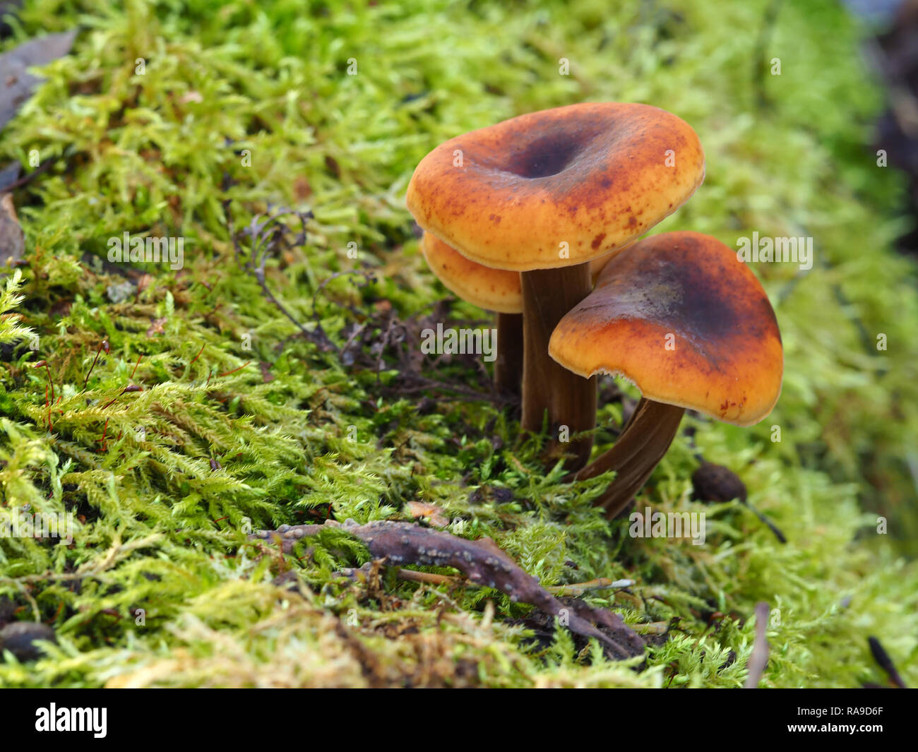 I funghi che crescono su un verde muschio coperto caduto albero tronco in un legno Foto Stock