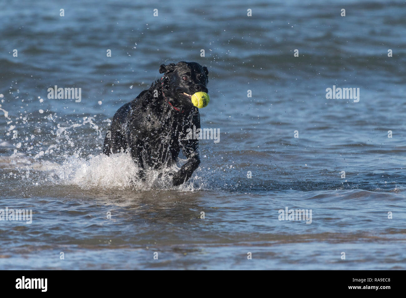 Un nero Labrador cane recupero di una palla da tennis in mare. Foto Stock