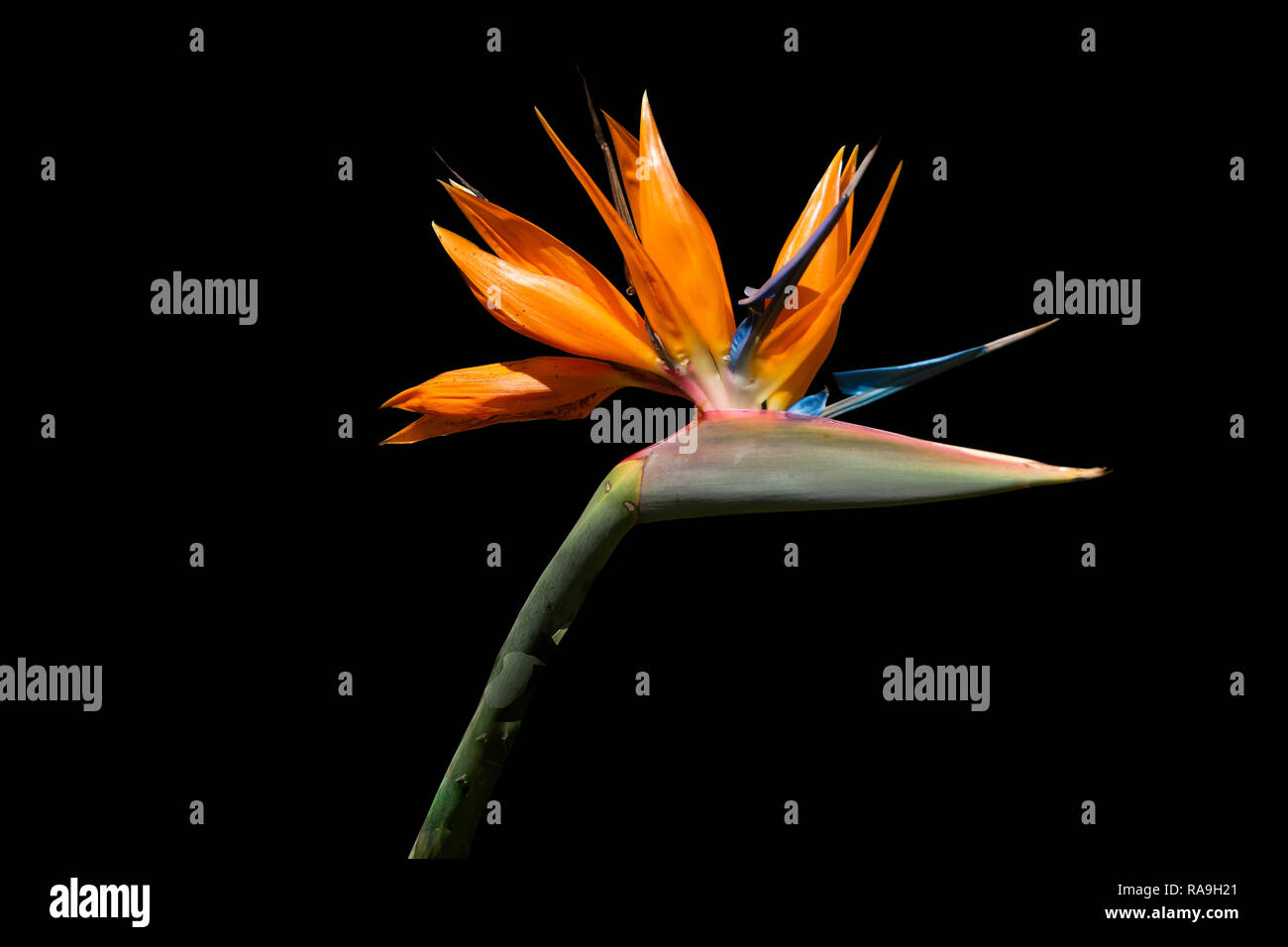 Uccello del Paradiso fiore su sfondo nero Foto Stock