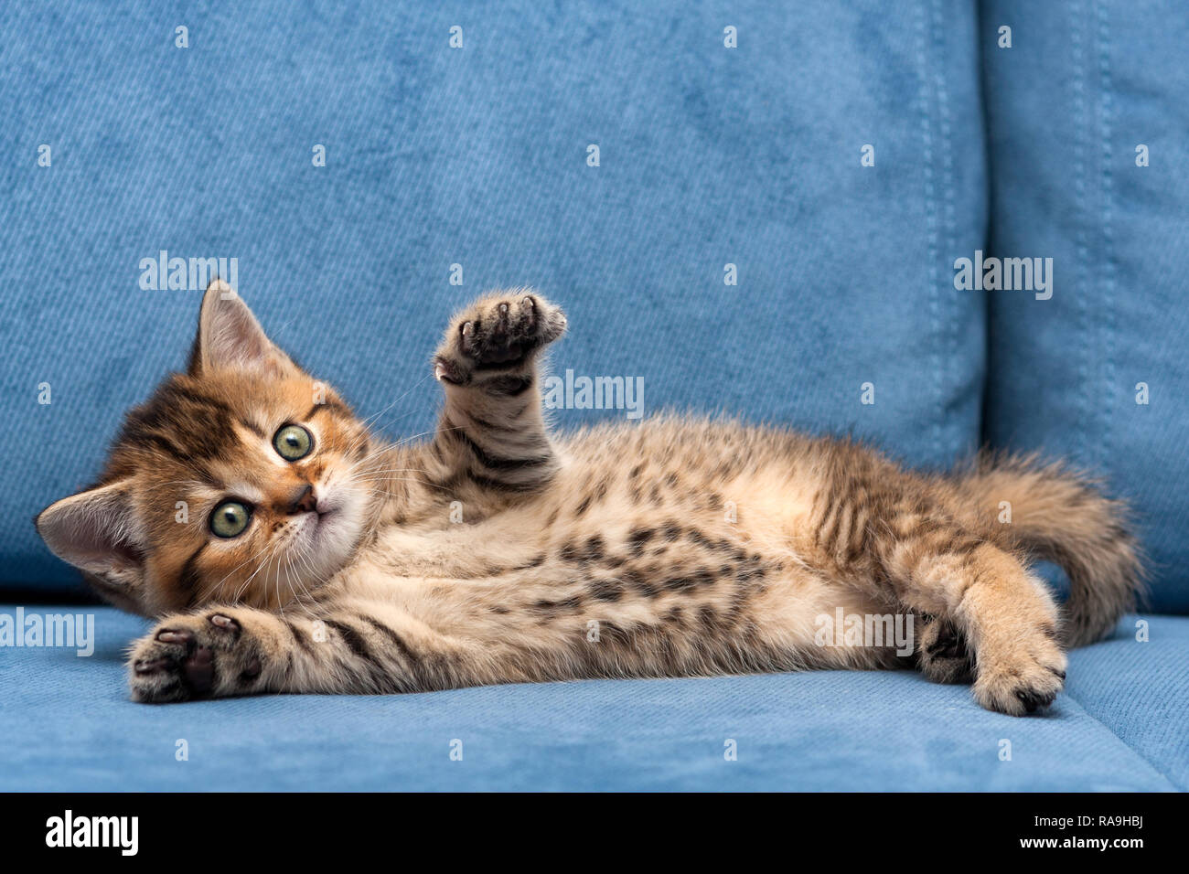 Marrone affascinante British piccolo gatto sdraiato su un divano blu con  una zampa anteriore fino, macchiato la pancia di un piccolo gattino Foto  stock - Alamy