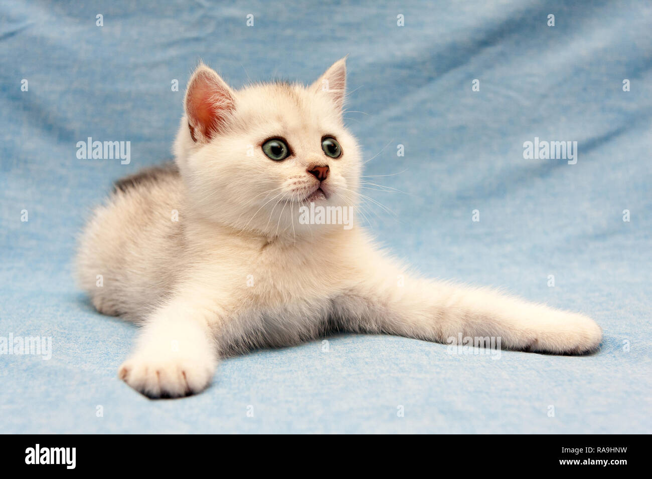 White British gattino giacenti su uno sfondo blu con ampia gambe anteriori e fissando a destra Foto Stock