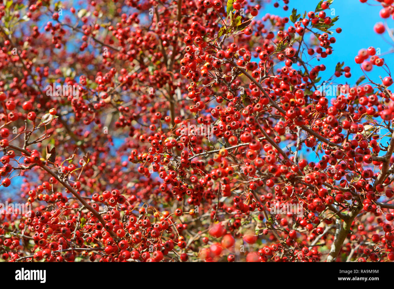 Biancospino bacche contro il cielo, bacche rosse sui rami di alberi Foto Stock