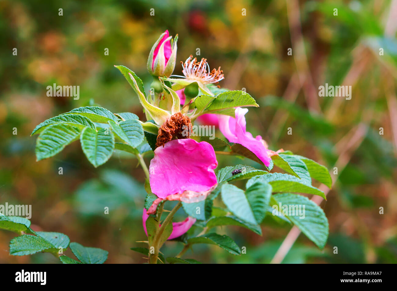 Fiori di colore rosa di rose selvatiche, petali di rose selvatiche sulle bussole Foto Stock