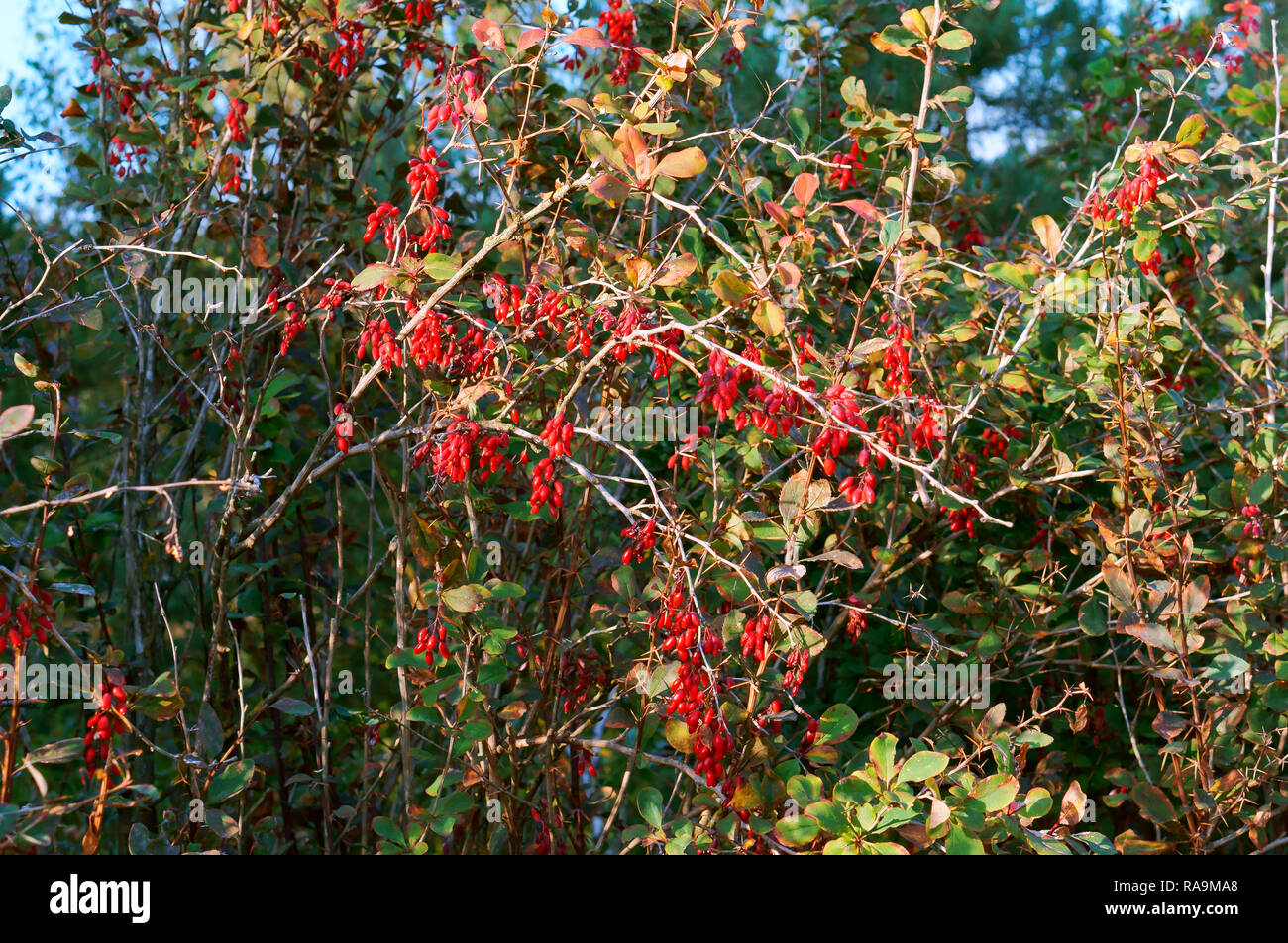 Bacche rosse di Crespino, bacche mature di Crespino sui rami di una boccola Foto Stock