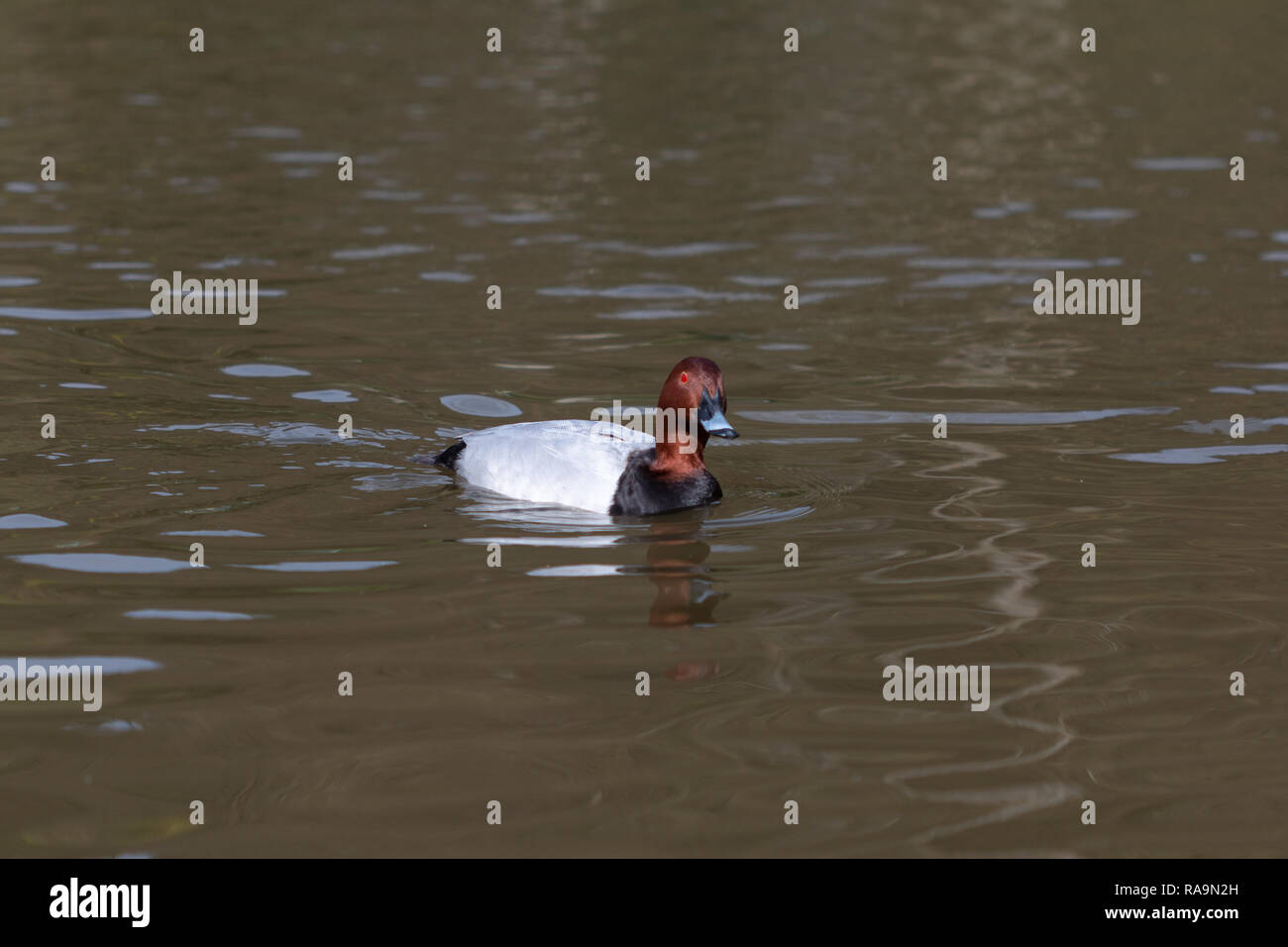 Canvasback Duck nuoto sul lago Foto Stock