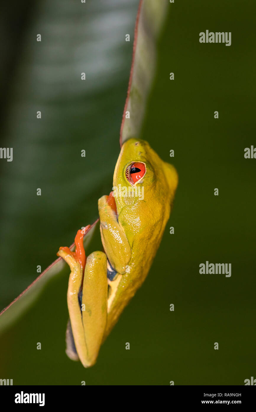 Red-eyed rana foglia in Costa Rican rainforest Foto Stock