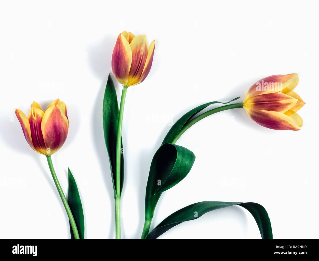 Tre set di tulipani contro uno sfondo bianco Foto Stock