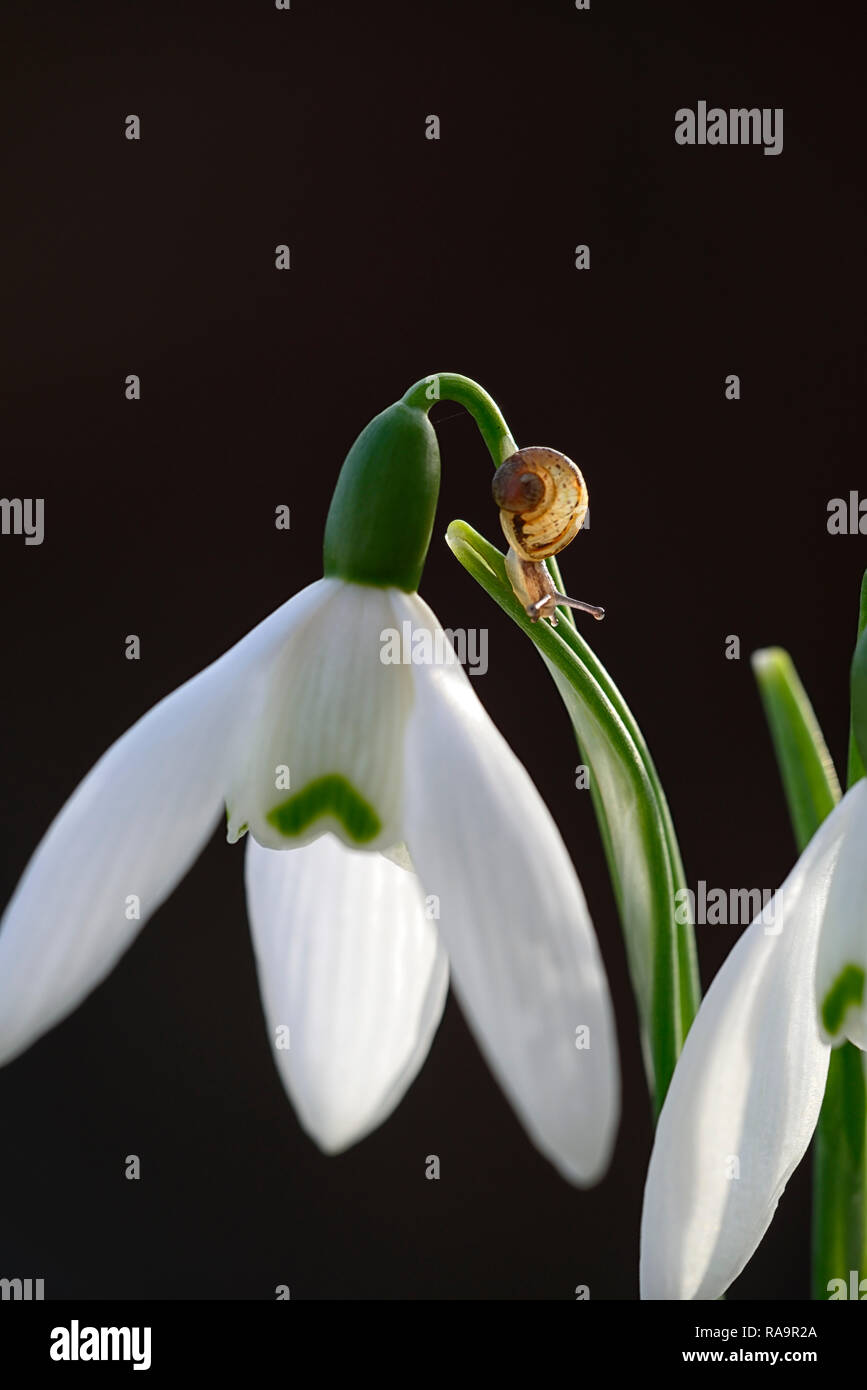 Galanthus elwesii onorevole McNamara,Snowdrop,va a passo di lumaca,pest,wildlife,fiore,all'inizio,snowdrop,bianco,fiori,fiore,lampadine,snowdrops,Molla,fioritura,collezionisti,rar Foto Stock