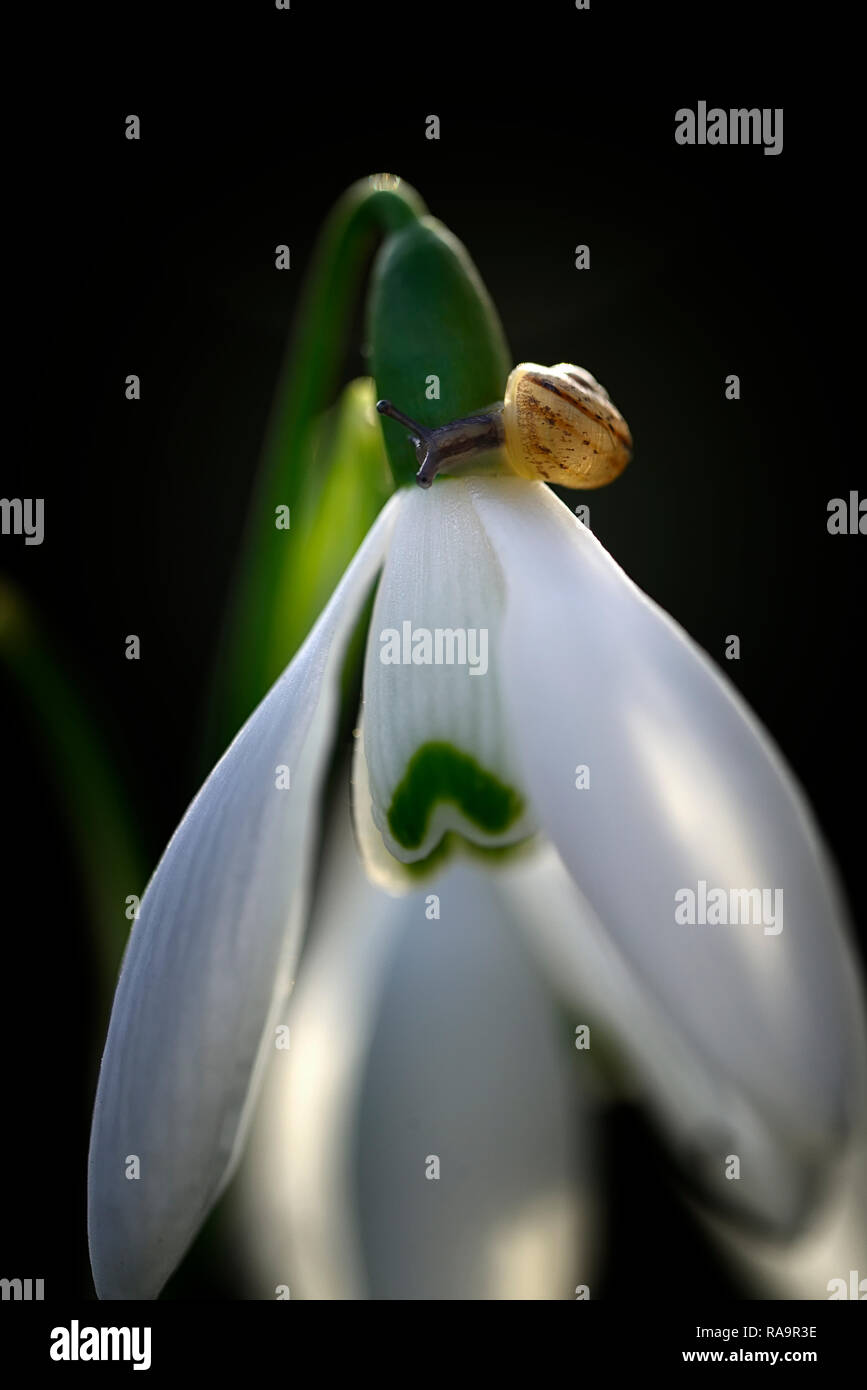 Galanthus elwesii onorevole McNamara,Snowdrop,va a passo di lumaca,pest,wildlife,fiore,all'inizio,snowdrop,bianco,fiori,fiore,lampadine,snowdrops,Molla,fioritura,collezionisti,rar Foto Stock