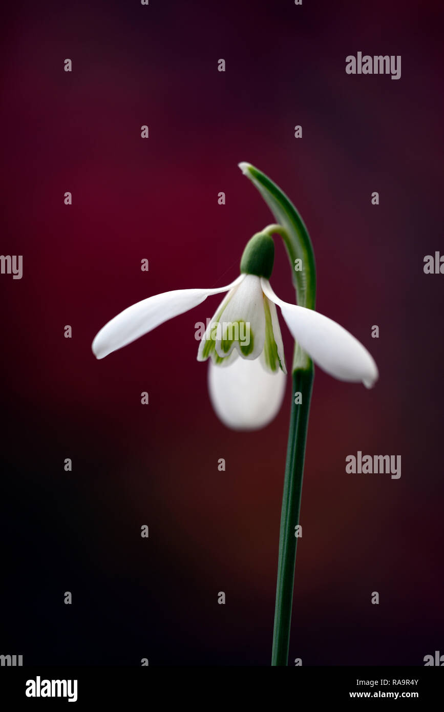 Galanthus Reginae olgae-Eleni x Ann Marie Kee,snowdrop,fiore,all'inizio,snowdrop,bianco,fiori,fiore,lampadine,snowdrops,Molla,fioritura,collezionisti,raro,gal Foto Stock