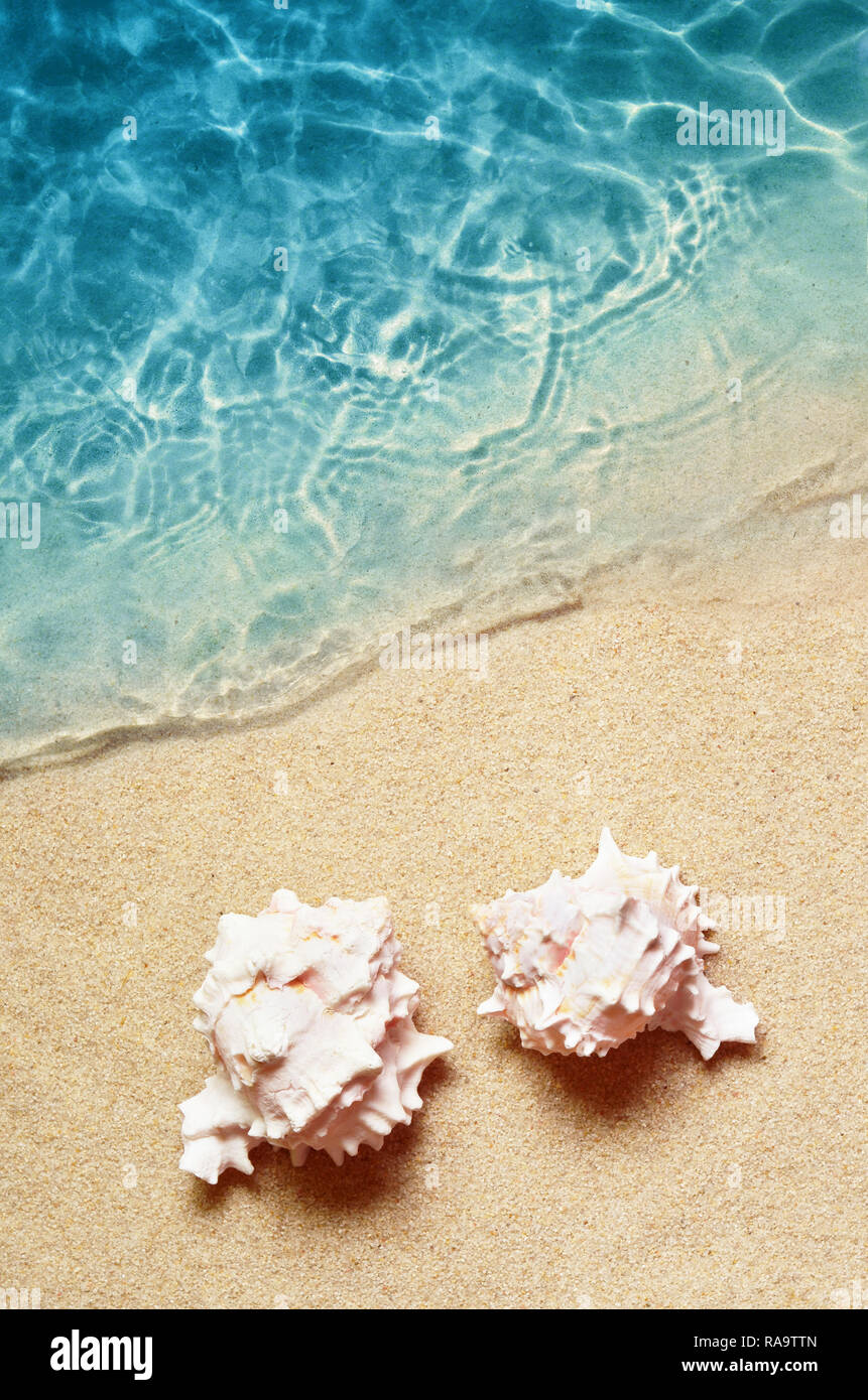 Seashell sull'estate spiaggia in acqua di mare. Estate sfondo. Orario estivo Foto Stock