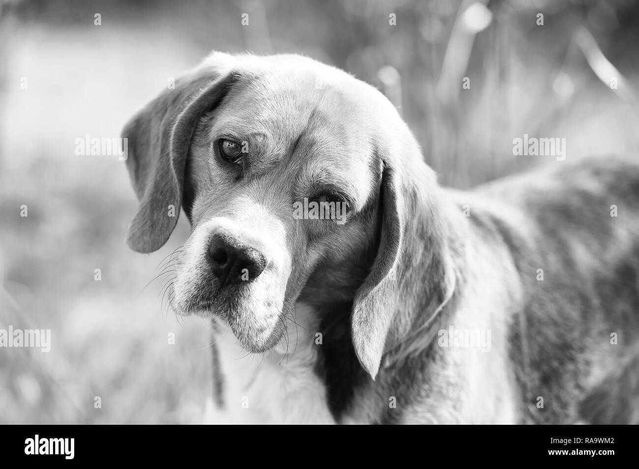 Compagno o un amico e amicizia concetto. Beagle a piedi su aria fresca. Cane con lunghe orecchie d'estate all'aperto. Carino il pet sulla giornata di sole. La caccia e la rivelazione del cane. Foto Stock