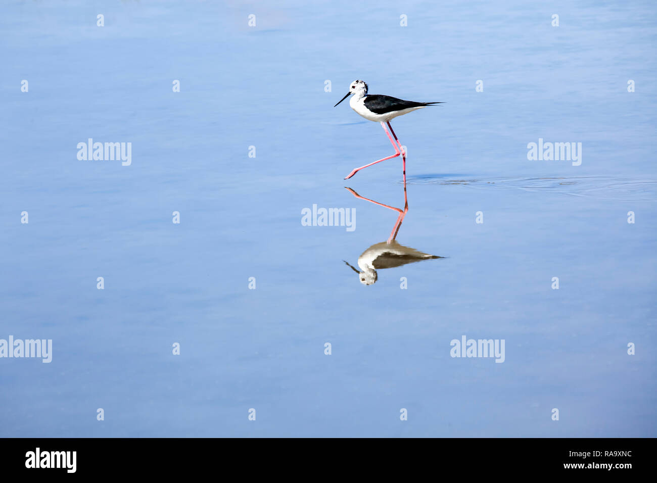 Cicogna con il bianco e nero piume e zampe rosse a piedi attraverso un lago e riflettendo in blu e di acqua. Foto Stock