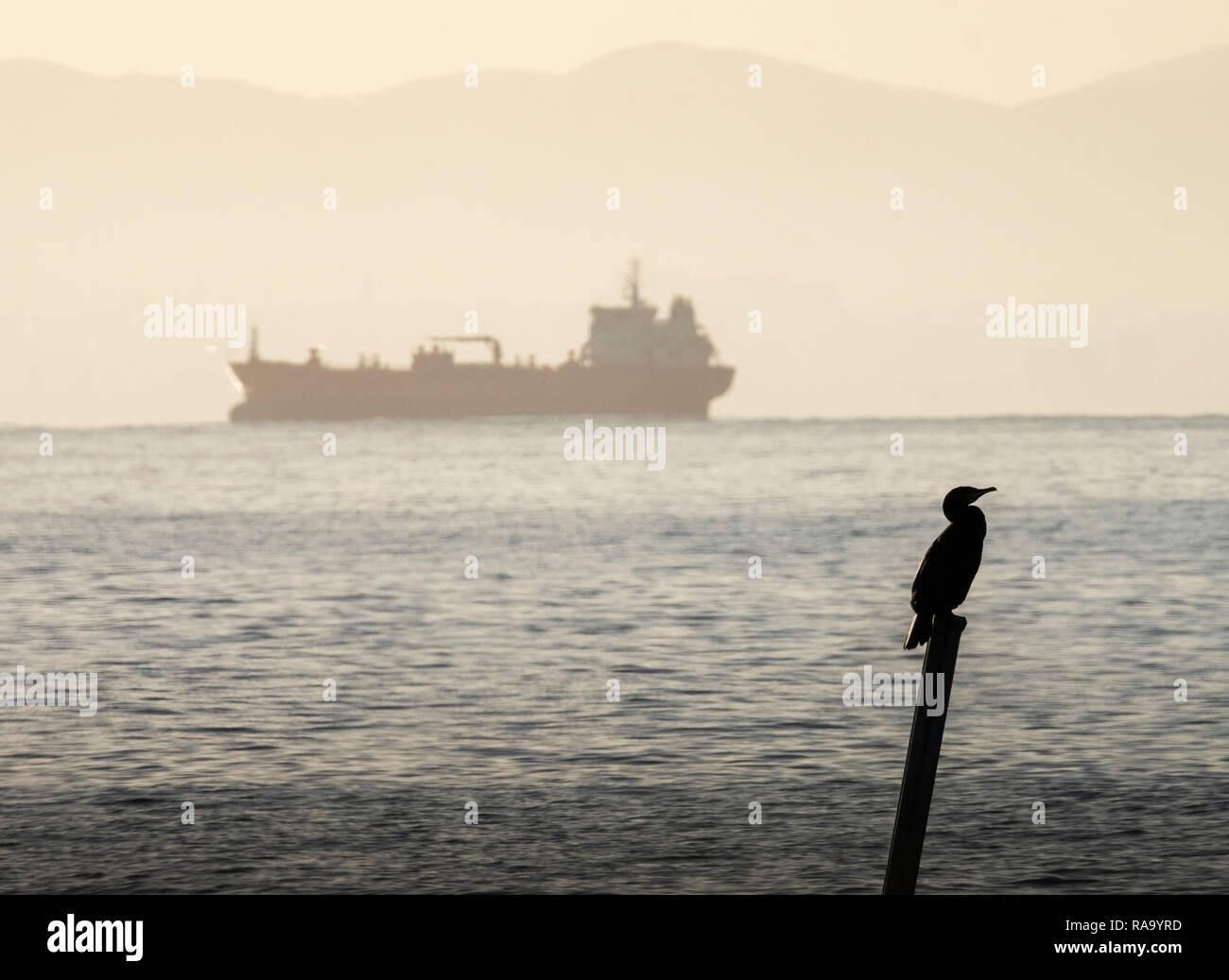 Un cormorano lone costiere, uccelli Phalacrocorax carbo, appollaiato su un palo nel Firth of Forth vicino al West Wemyss, Fife. Foto Stock