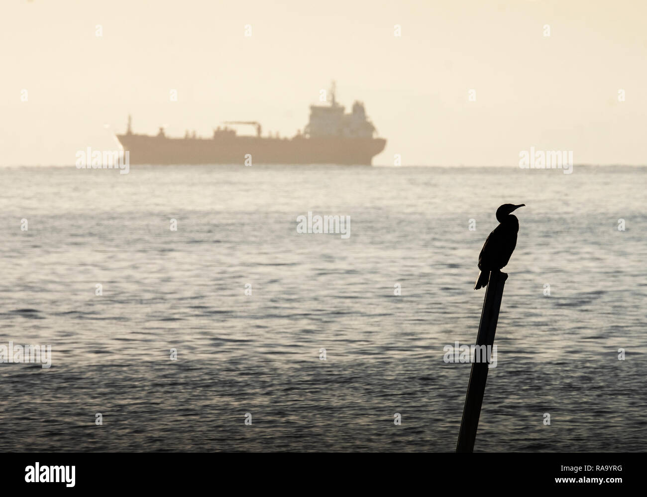 Un cormorano lone costiere, uccelli Phalacrocorax carbo, appollaiato su un palo nel Firth of Forth vicino al West Wemyss, Fife. Foto Stock