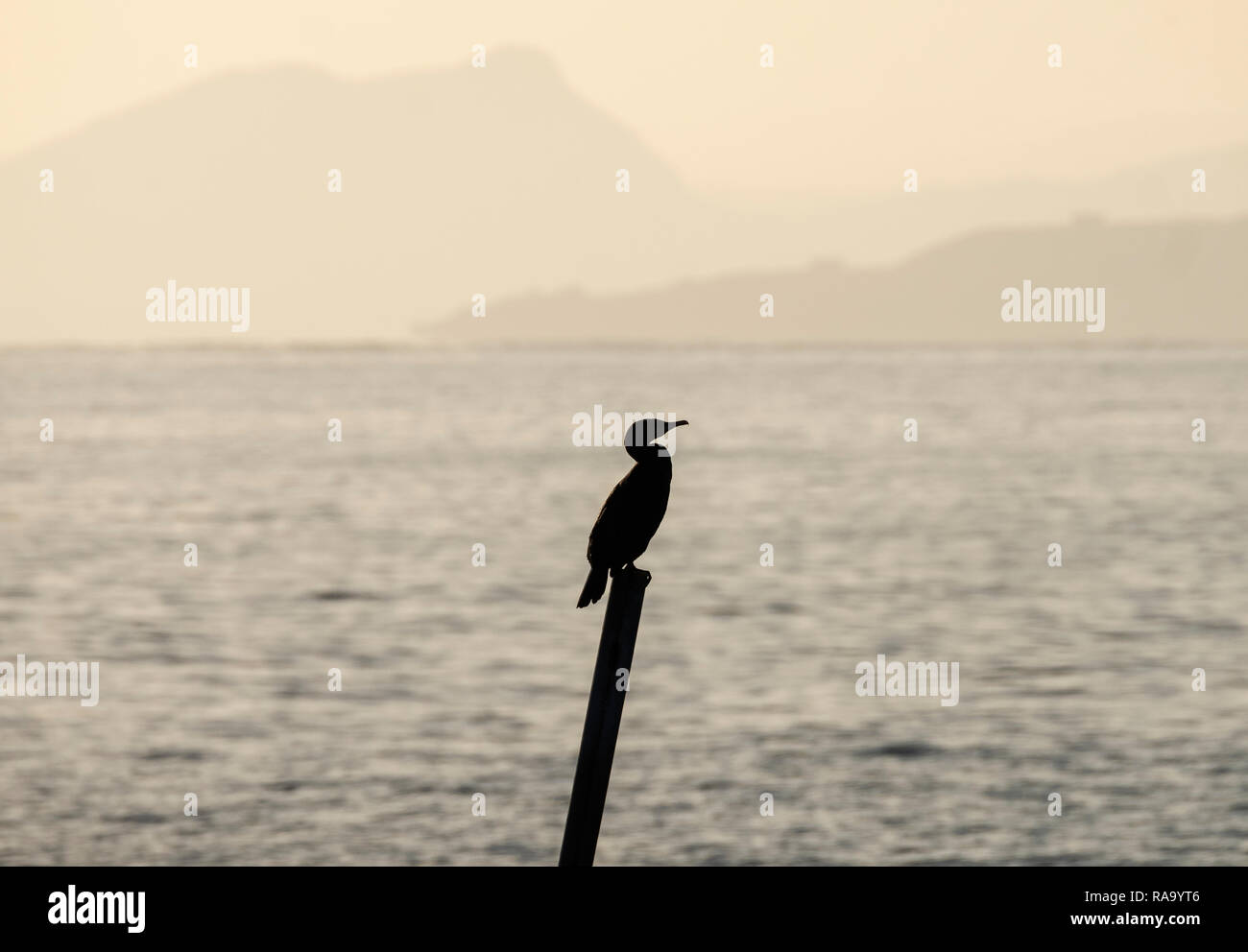 Un cormorano lone costiere, uccelli Phalacrocorax carbo, appollaiato su un palo nel Firth of Forth vicino al West Wemyss, Fife. Foto Stock