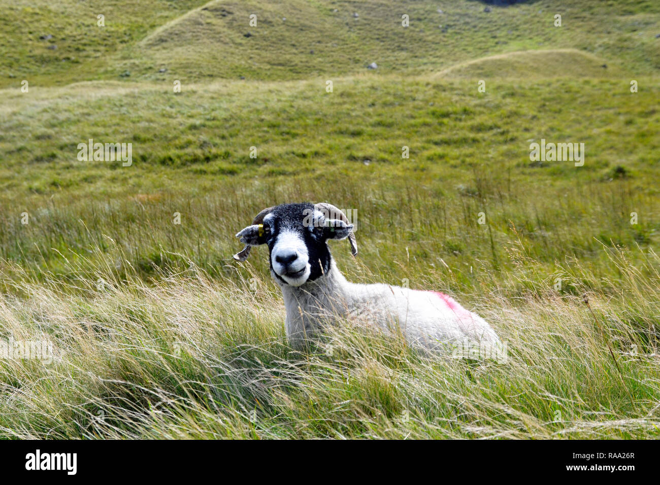 Scottish Blackface. Cornuto pecora con faccia nera su Honister Pass, Cumbria, Lake District, Inghilterra Foto Stock