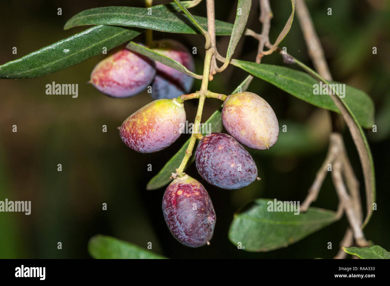 Vista ravvicinata Olea europaea, olivicoltura europea, olive, frutta, albero, Catalogna, Spagna Foto Stock