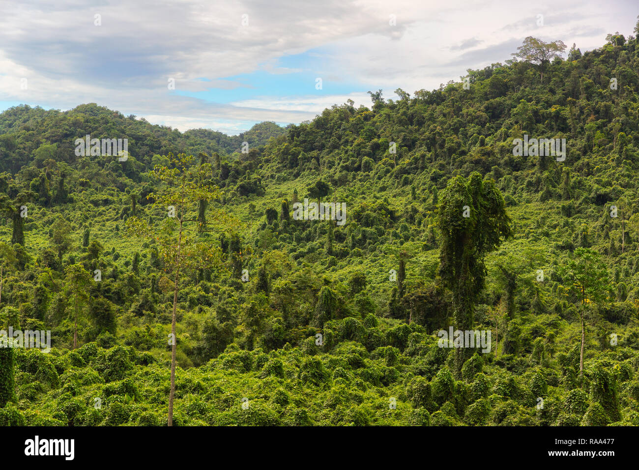 Giungla lussureggiante foresta nel Parco Nazionale di Phong Nha-Ke Bang, Phong Nha, Vietnam Asia Foto Stock