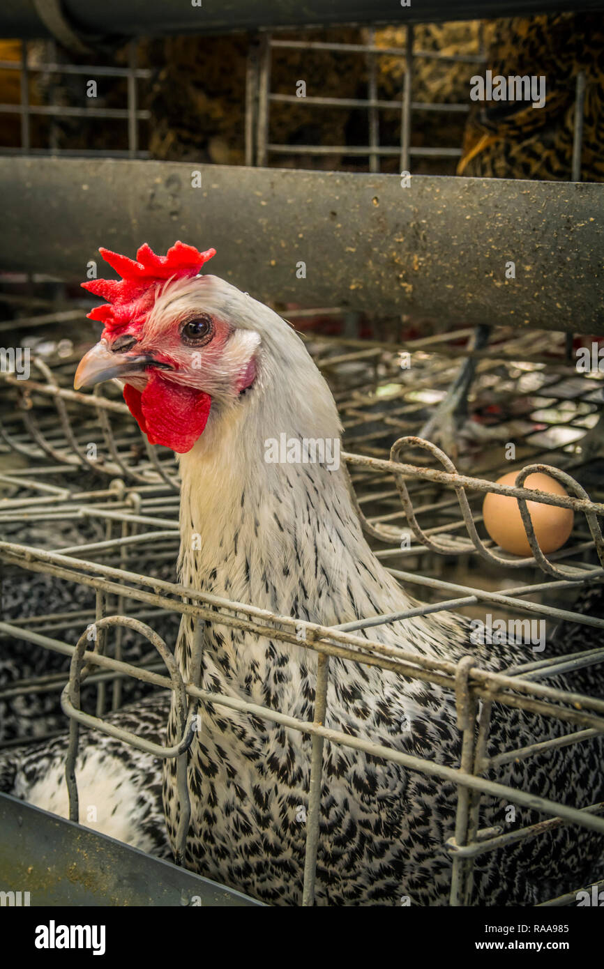 Braekel strato di pollo in agriturismo Foto Stock