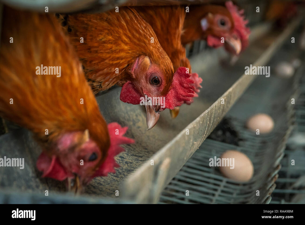 Pollo domestico strato nella casa colonica Foto Stock