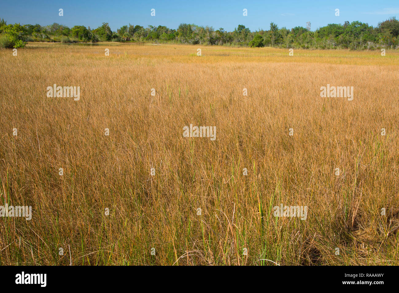 Zona umida di marsh, cappella il sentiero natura preservare, Pembroke Pines, Florida Foto Stock