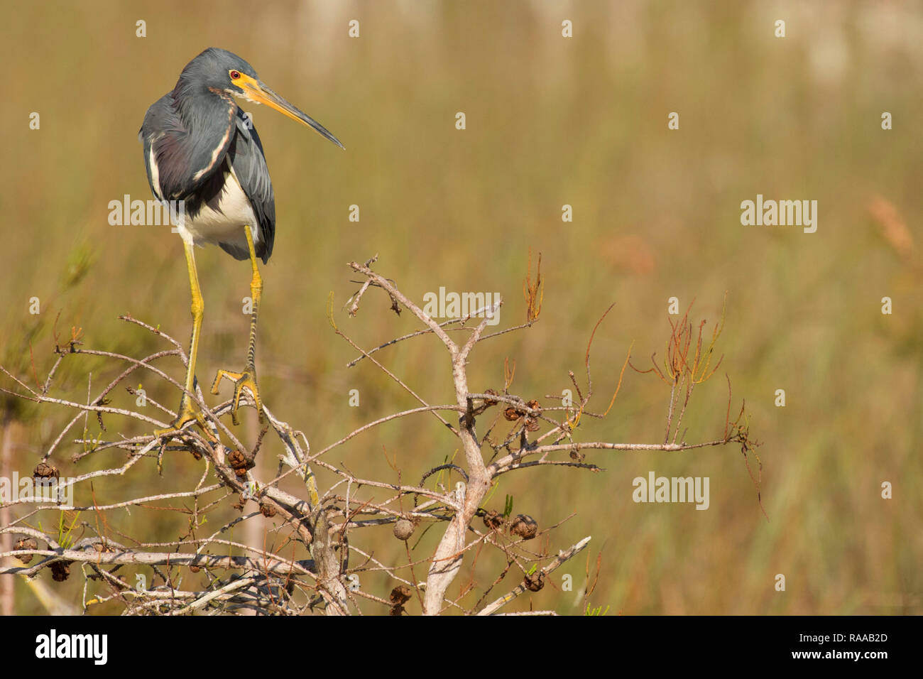 Airone tricolore (Egretta tricolore), Everglades National Park, Florida Foto Stock