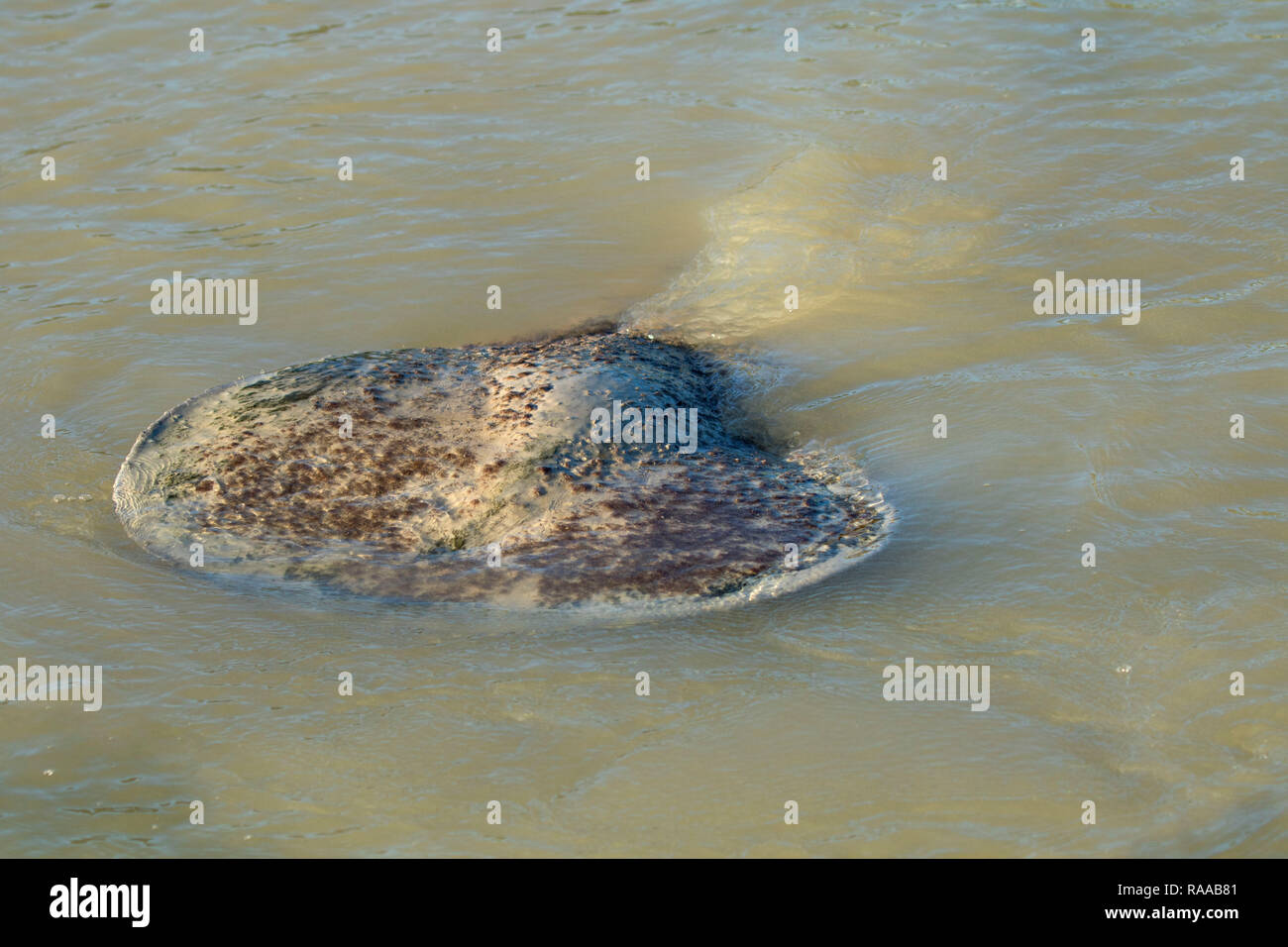 West Indian lamantino (Trichechus manatus), Everglades National Park, Florida Foto Stock