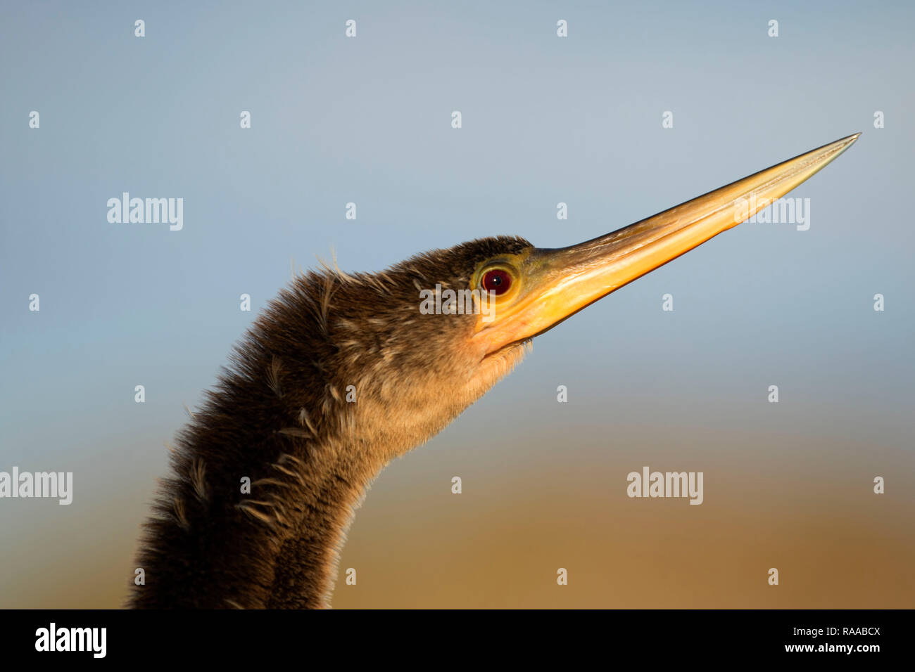 Anhinga (Anhinga anhinga), Everglades National Park, Florida Foto Stock