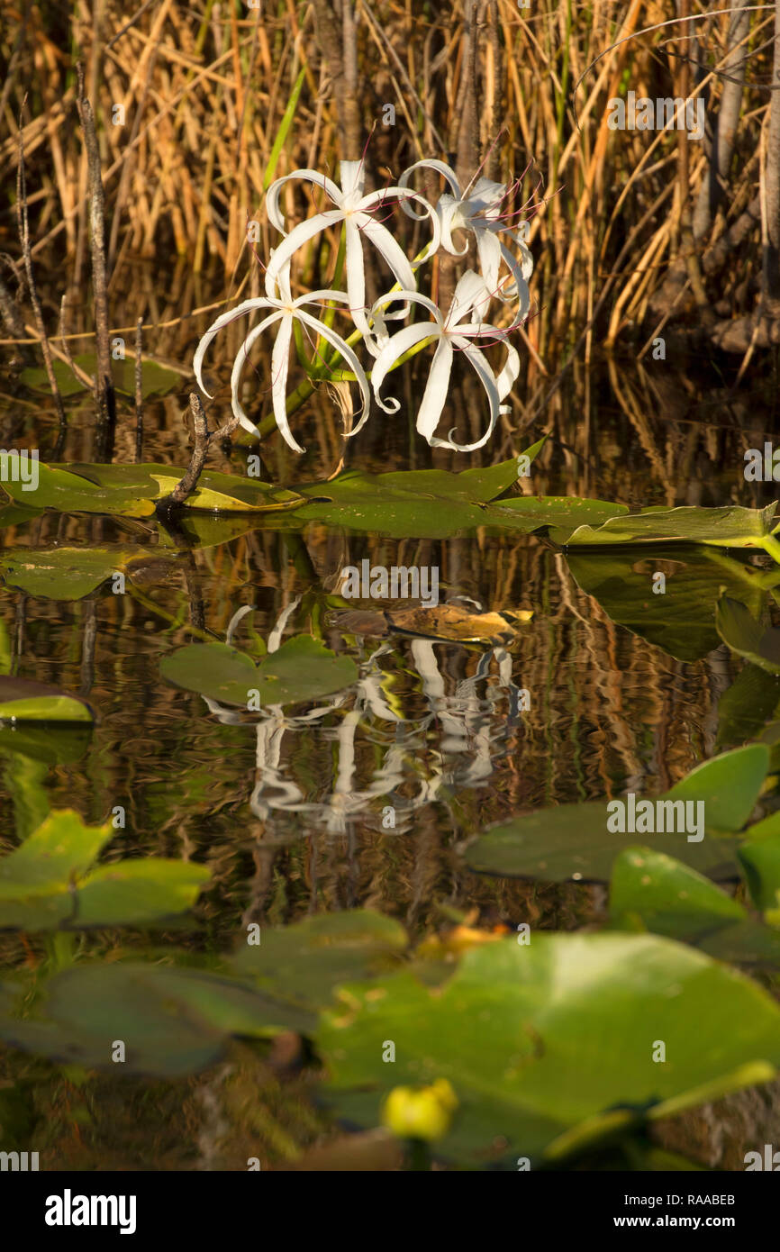 Swamp lily (Crinum americanum), Everglades National Park, Florida Foto Stock