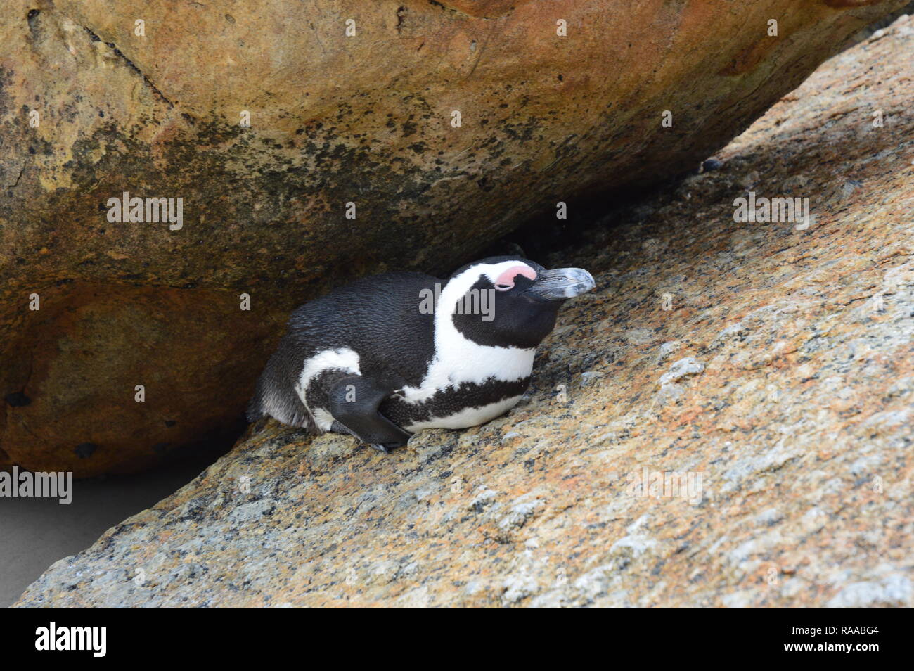 Il pinguino su Boulders Beach, Sud Africa Foto Stock