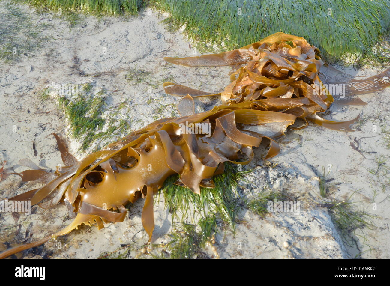 Kelp sdraiato sulla spiaggia Foto Stock